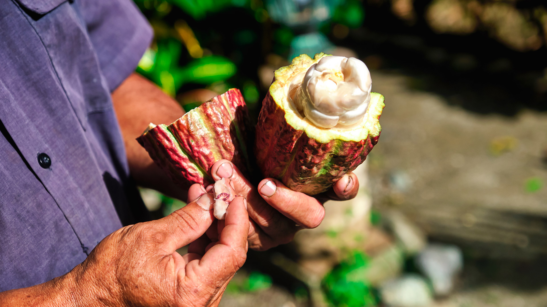 Die Kakaoroute, Baracoa, Kuba