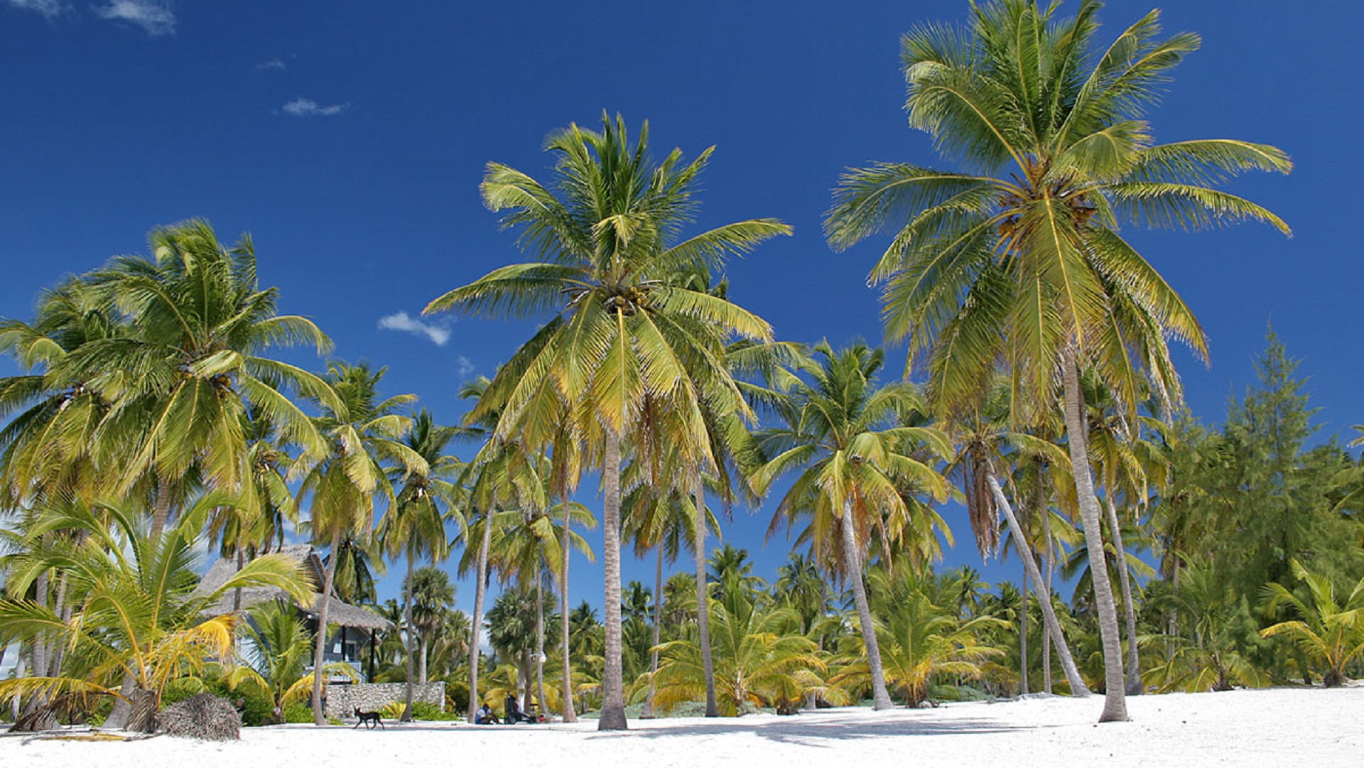 Travel to the Dominican Republic with Caribbean Tours