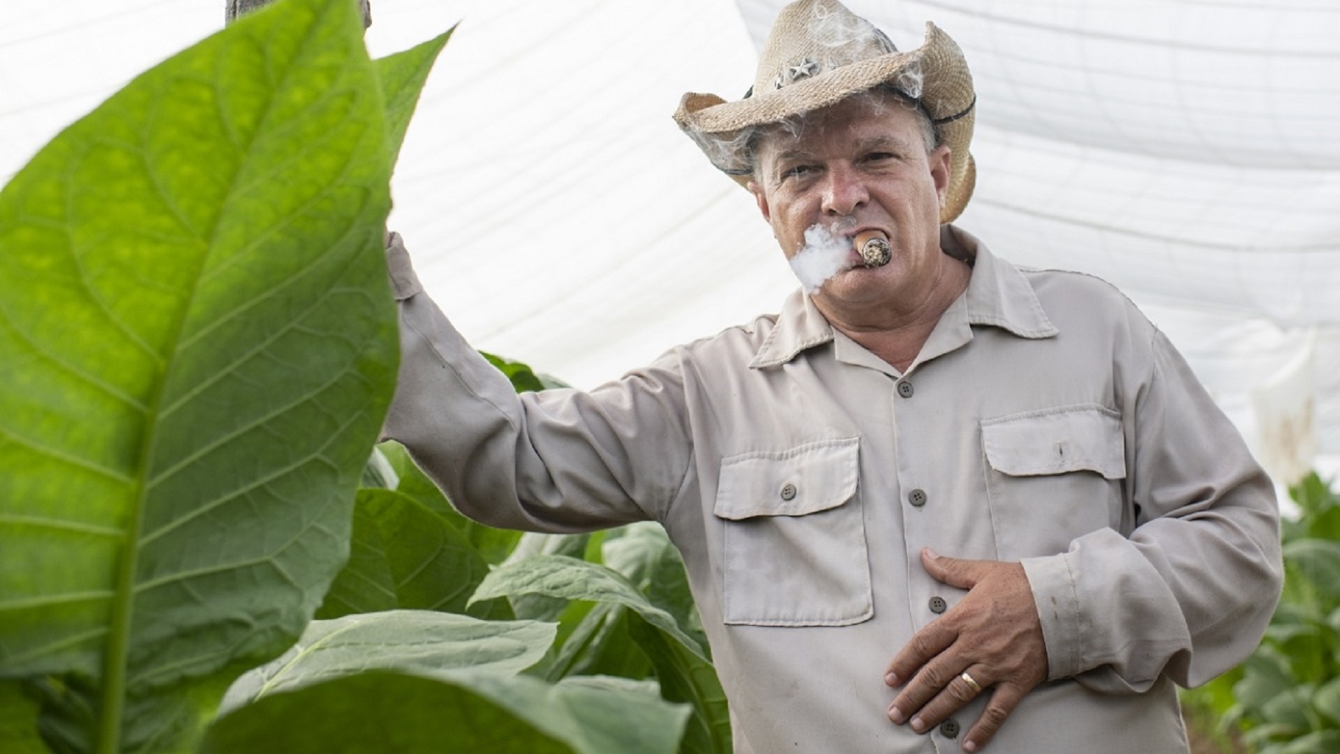Cuban Tobacco, Cuban Cigars – Meet the youngest Hombre Habano