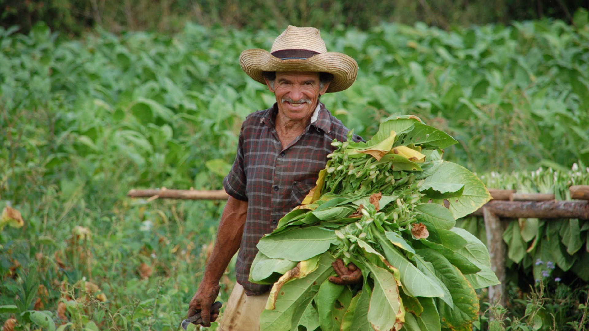 Cigar Tours and Excursions - Caribbean Tours