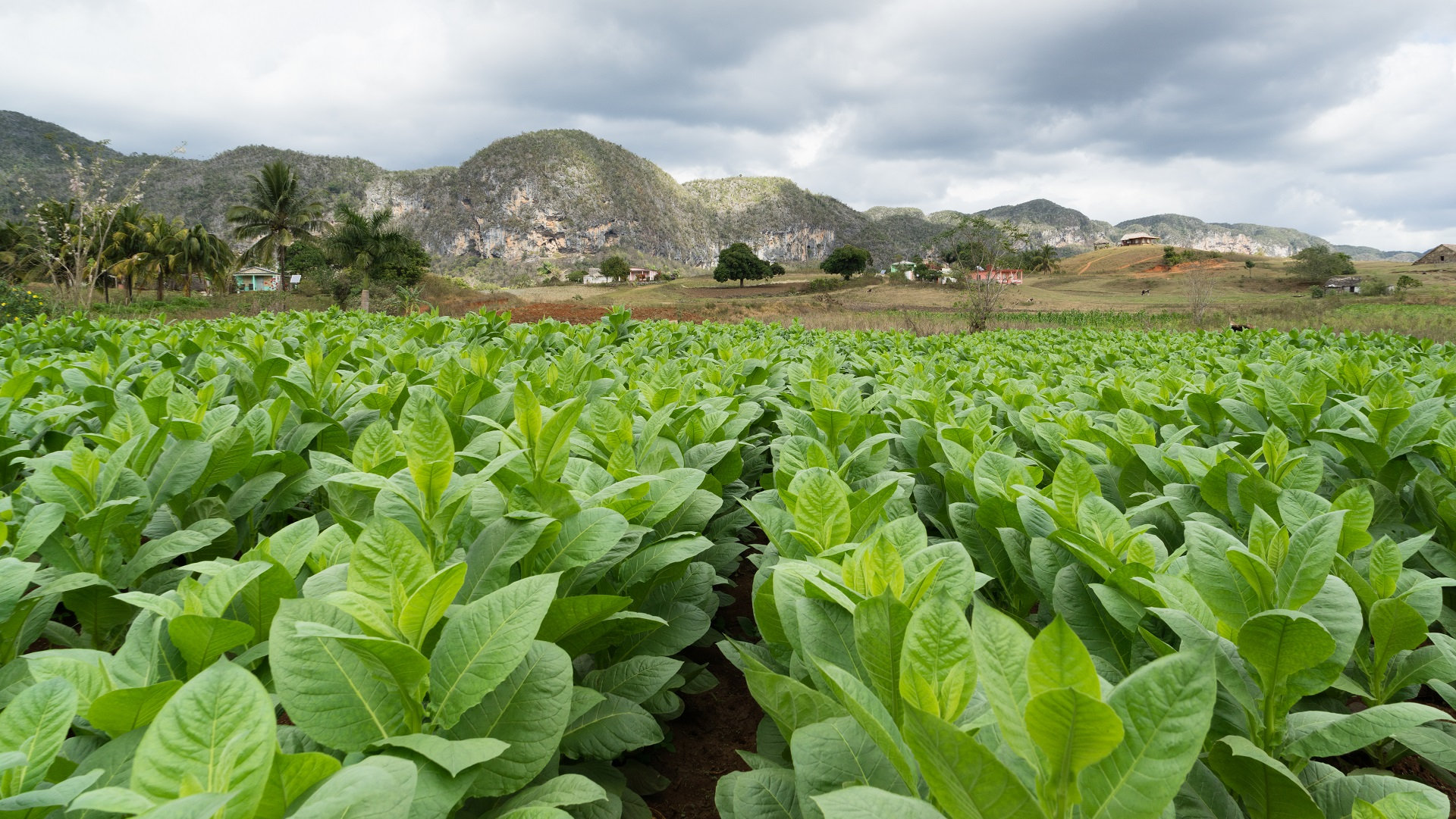 Cigar Tours and Excursions - Caribbean Tours